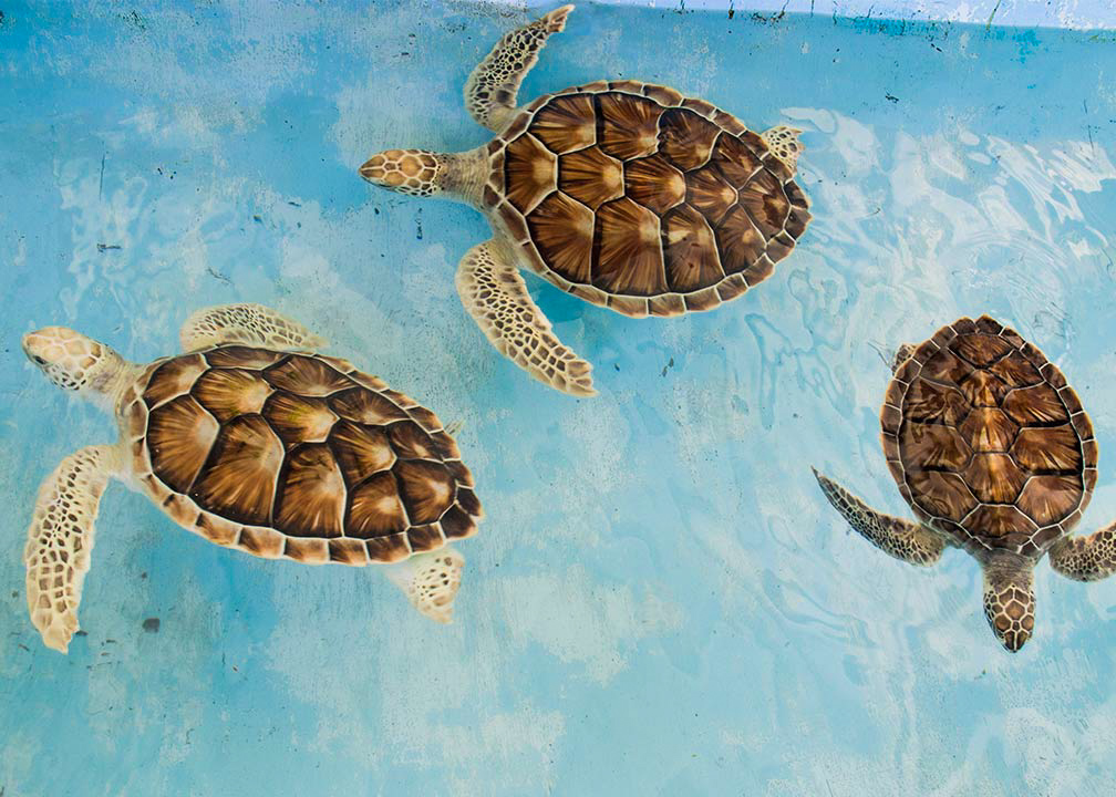 three-brown-turtles-2570699