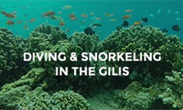 Diving & Snorkeling in the Gilis